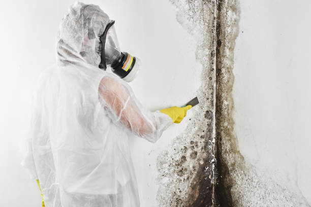 Best Mold Cleaning Services  in Woody, WA