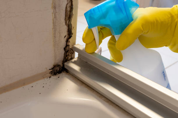 Best Black Mold Removal  in Woody, WA