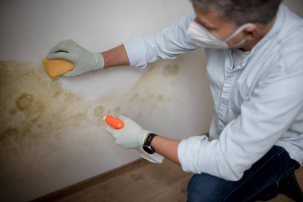 Best Office Mold Removal Services  in Woody, WA