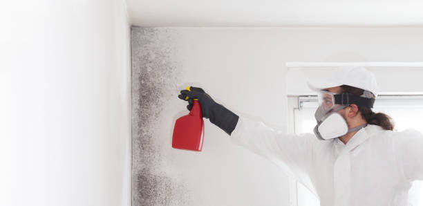 Best Best Mold Removal Companies  in Woody, WA