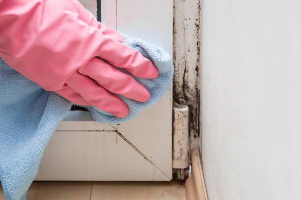 Best Local Mold Removal Service  in Woody, WA